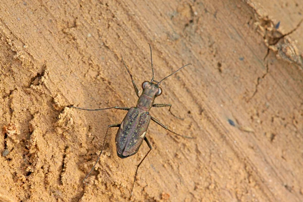 虎甲虫昆虫-cicindelidae — 图库照片