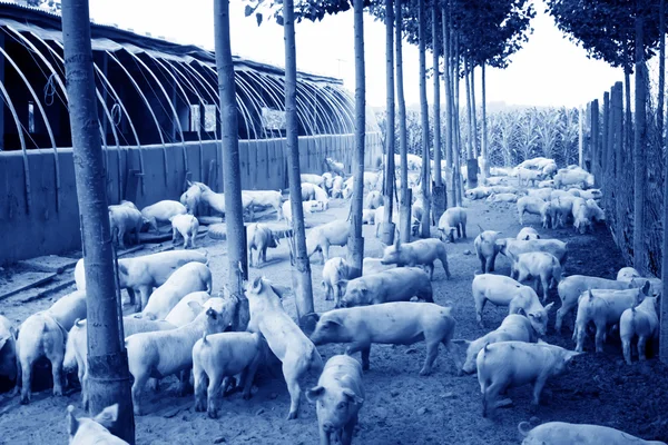 Beaucoup de porcs dans la ferme — Photo