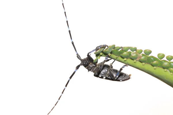 Eine Art Koleoptera-Insekten — Stockfoto