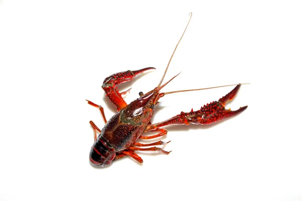 Close up of crayfish on white — Stock Photo, Image