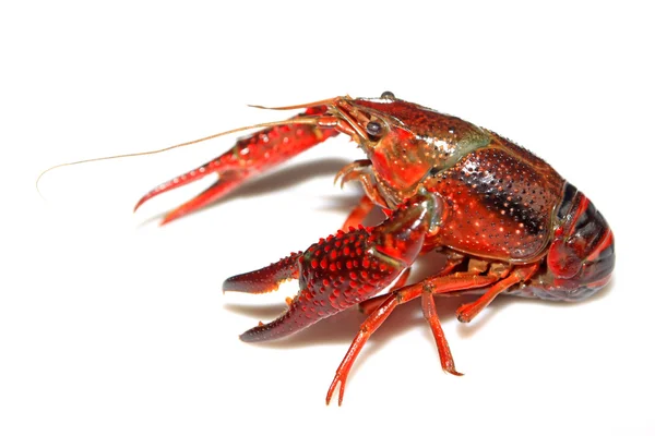 Close up of crayfish on white — Stock Photo, Image