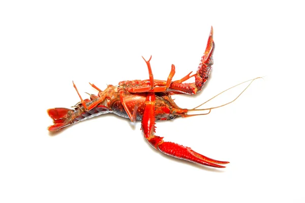 Close up of crayfish on white — Stock Photo, Image