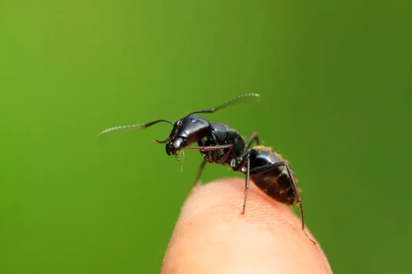 Camponotus japonicus auf einem grünen Blatt, — Stockfoto