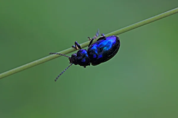 ある種の緑の葉の虫は — ストック写真