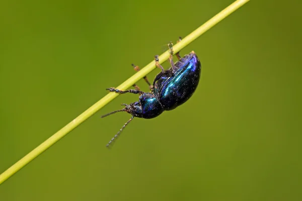 Una especie de insectos en una hoja verde — Foto de Stock