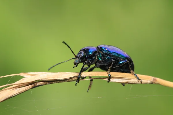 Une sorte d'insectes sur une feuille verte — Photo