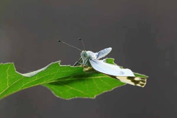 Крупним планом метелик на зеленому — стокове фото