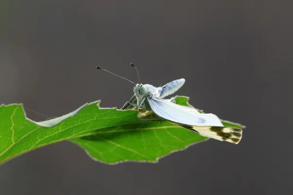 Gros plan de papillon sur vert — Photo