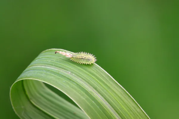 Roliga insekter i coleoptera — Stockfoto