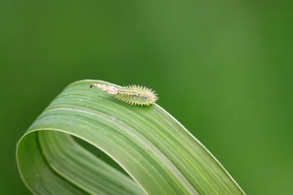 Insetti divertenti in coleotteri — Foto Stock