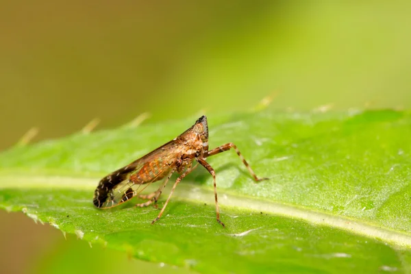 Nommé cire-cigales sur une feuille verte — Photo