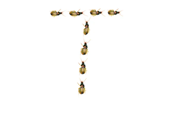 Alfabeto besouros em branco — Fotografia de Stock