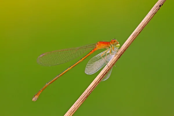 Predator damselflies in the wild — Stock Photo, Image