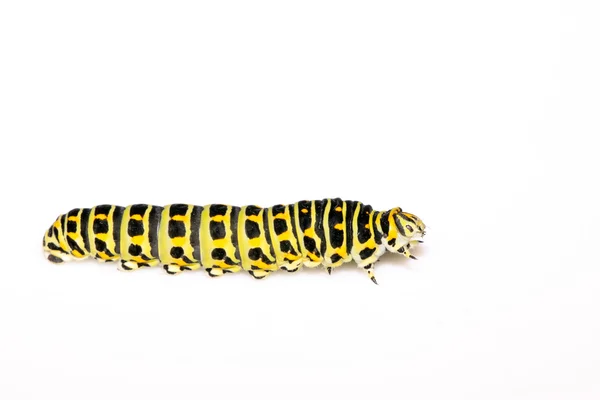 Larva de borboleta em uma folha — Fotografia de Stock