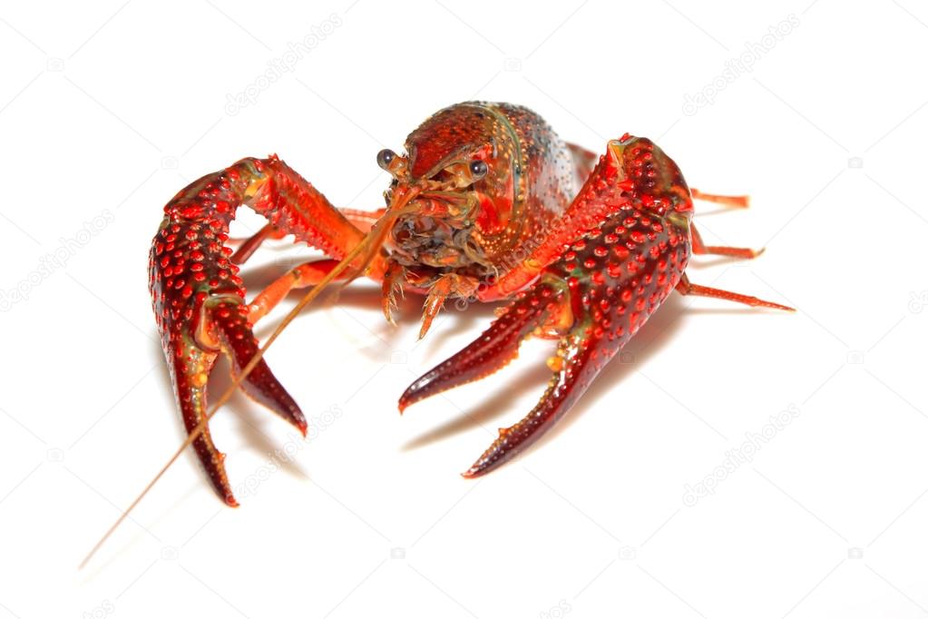 close up of crayfish on white