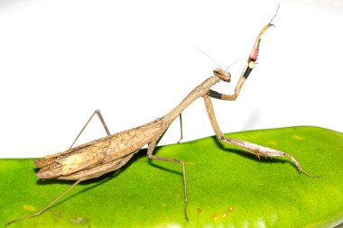 bir peygamber devesi, onun pençeleri çizgili renkli