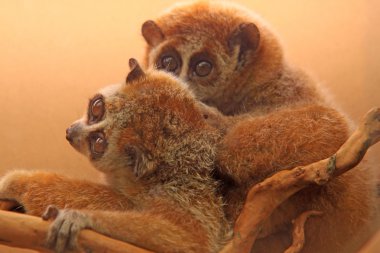 closeup slow lorises