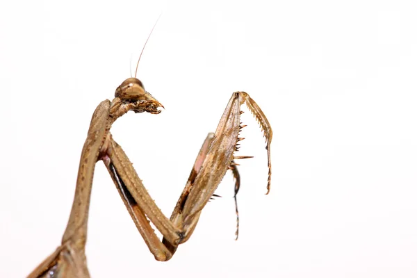 Közelkép a mantis, fehér — Stock Fotó