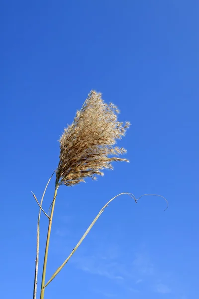 Reed květy modré obloze — Stock fotografie