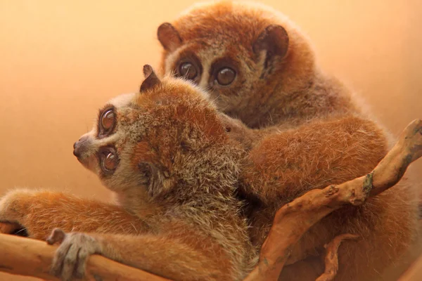 Closeup slow lorises — Stok fotoğraf