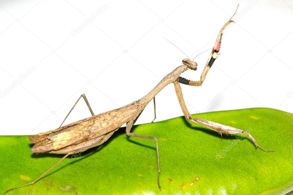 a mantis, its paws have colored stripes