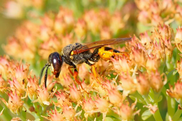 Abeilles genre d'insectes — Photo