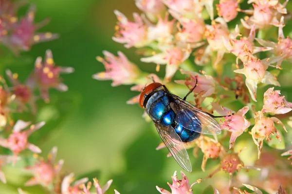 Red headed fly — Stock Photo, Image
