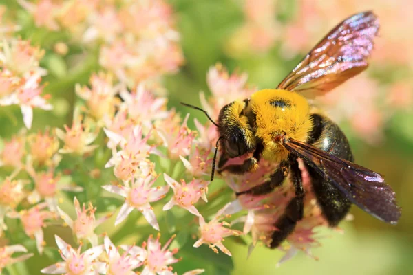 Pszczoły o rodzaju owady — Zdjęcie stockowe