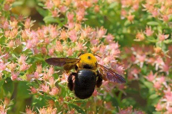 Bees kind of insects — Stock Photo, Image