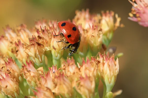 Insecten genoemd lieveheersbeestje — Stockfoto