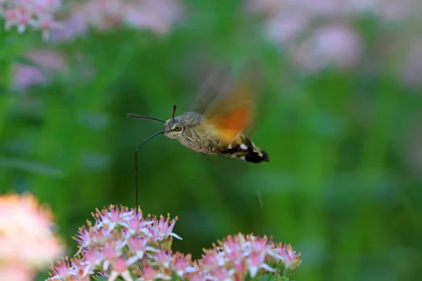 Clanis bilineata tsingtauica mell — Stockfoto