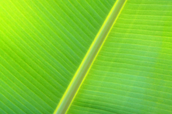 Banana leaf texture — Stock Photo, Image