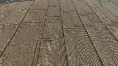 Kuzey Çin Ovası 'ndaki hasat sırasında düşen pirinç tarlasına dikey bakan bir hasatçının hava görüntüsü.