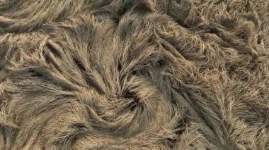 Düşmüş pirinç tarlaları, Kuzey Çin Ovası 'nda dikey bir perspektiften havadan çekilmiş görüntüler.