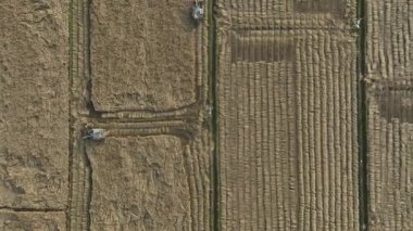 Kuzey Çin Ovası 'ndaki hasat sırasında düşen pirinç tarlasına dikey bakan bir hasatçının hava görüntüsü.