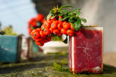 Güzel Pyracantha minyatür bonsai Kuzey Çin 'de bir kreşte.
