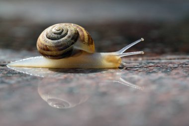 Yağmur sonrası bahçe salyangozu sarmaşığı