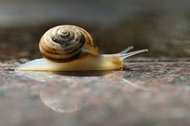 Yağmur sonrası bahçe salyangozu sarmaşığı