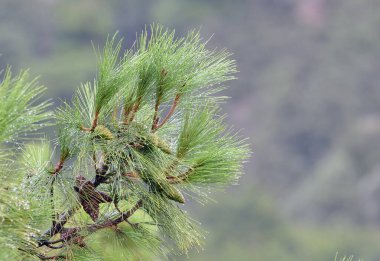 Pine Stankevich - direnç ve güzelliğin bir örneği