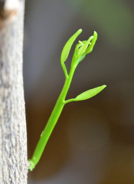 Portakal ağacının filizi güneşe doğru uzanıyor.