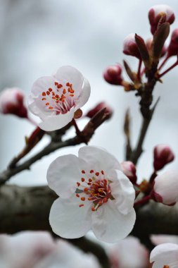 Bahar mevsimi yılın en güzel zamanıdır.