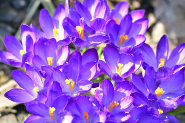 Bahar mevsimi yılın en güzel zamanıdır.