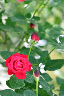 Bahar mevsimi yılın en güzel zamanıdır.