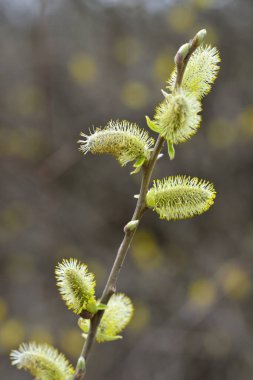 Bahar mevsimi yılın en güzel zamanıdır.