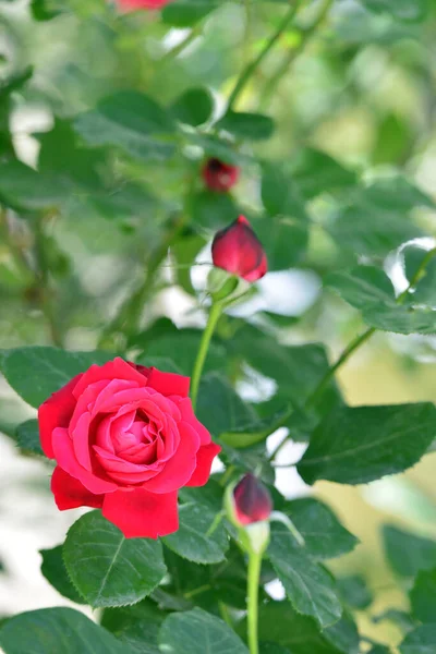 Bahar mevsimi yılın en güzel zamanıdır.