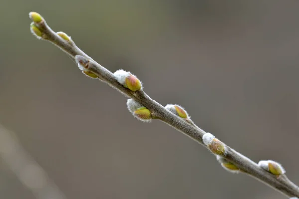 Våren Blomma Den Bästa Tiden Året — Stockfoto