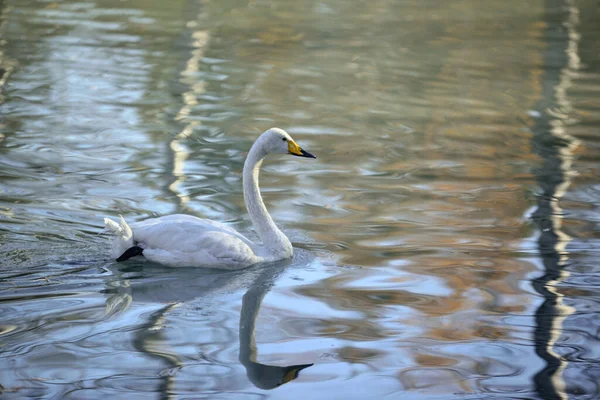 Cisne Blanco Lago Tranquilo —  Fotos de Stock