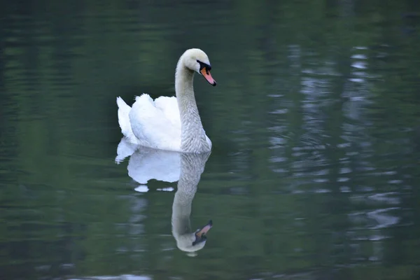 Cygne Blanc Sur Lac Calme — Photo