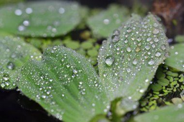 Yeşil çimlerin üzerinde çiy taneleri