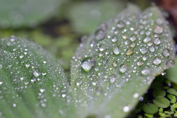 Morning Dew Green Grass — Stock Photo, Image